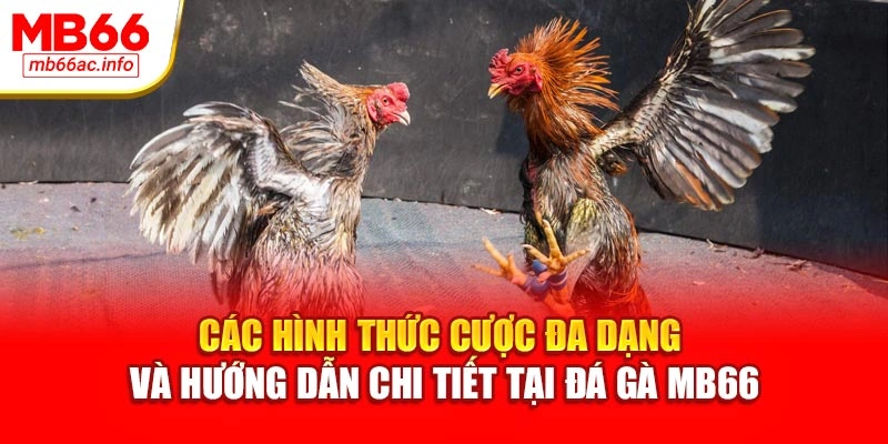Các hình thức cược đa dạng và hướng dẫn chi tiết tại đá gà MB66