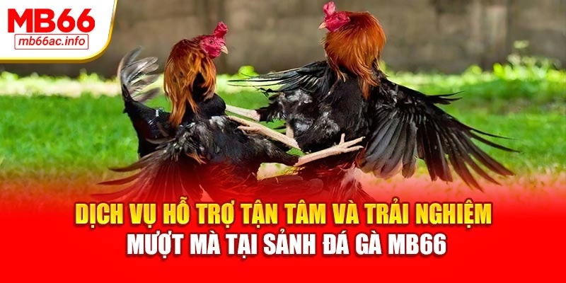 Dịch vụ hỗ trợ tận tâm và trải nghiệm mượt mà tại sảnh đá gà MB66