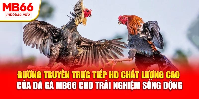 Đường truyền trực tiếp HD chất lượng cao của đá gà MB66 cho trải nghiệm sống động