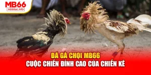 Đá Gà Chọi MB66 – Cuộc Chiến Đỉnh Cao Của Chiến Kê