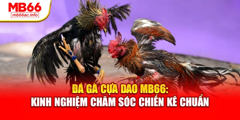 Đá Gà Cựa Dao MB66: Kinh Nghiệm Chăm Sóc Chiến Kê Chuẩn