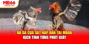 Đá Gà Cựa Sắt Hấp Dẫn Tại MB66 Kịch Tính Từng Phút Giây