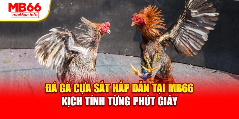 Đá Gà Cựa Sắt Hấp Dẫn Tại MB66 Kịch Tính Từng Phút Giây