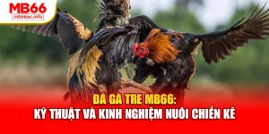 Đá Gà Tre MB66: Kỹ Thuật Và Kinh Nghiệm Nuôi Chiến Kê