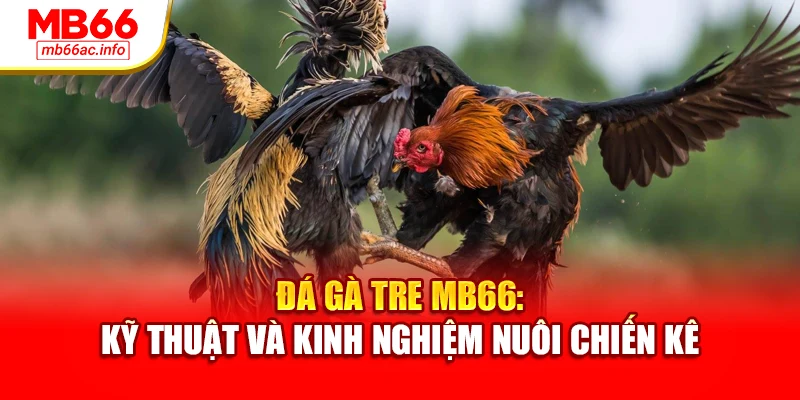 Đá Gà Tre MB66: Kỹ Thuật Và Kinh Nghiệm Nuôi Chiến Kê